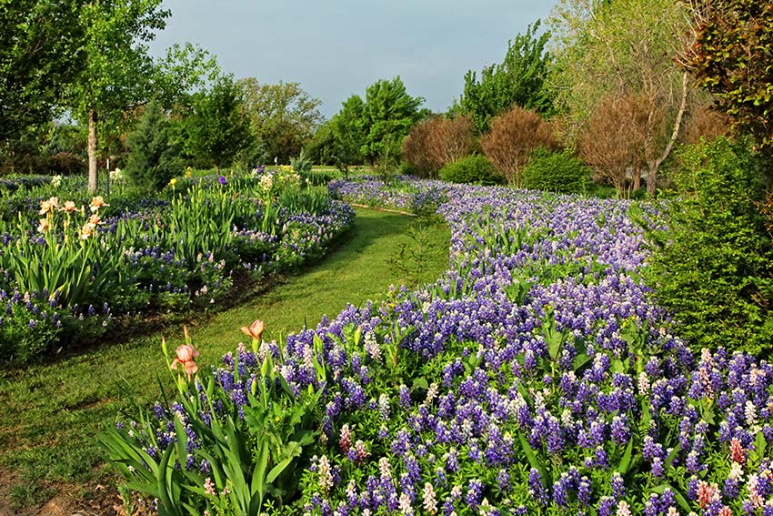 bluebonnets by ckoonce