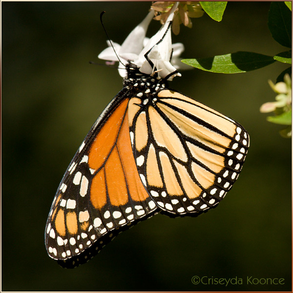 Monarch Butterfly