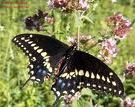 Black Swallotail Butterfly