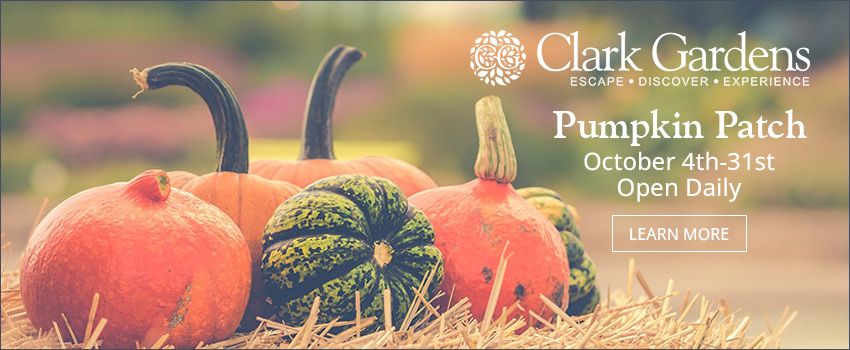 Clark Gardens Pumpkin Patch