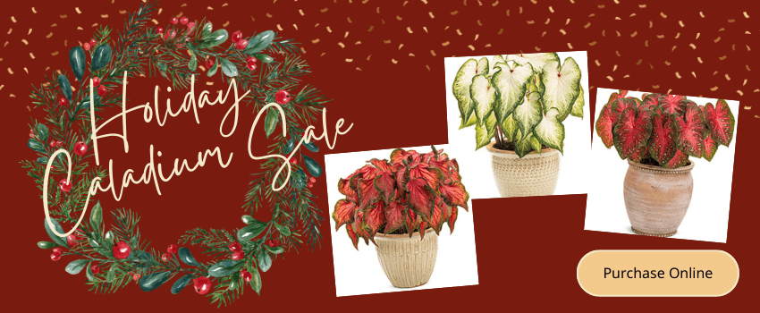 Holiday Caladium Sale