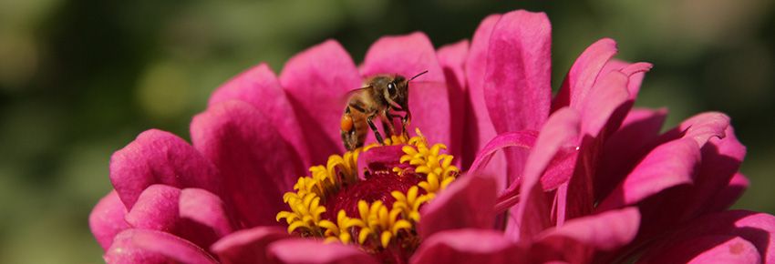 zinnia and bee by ckoonce