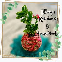 Tiffany's Kokedamas & House Plants