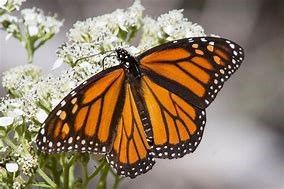 Monarch Butterfly