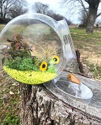 3 8 Terrarium 01 w