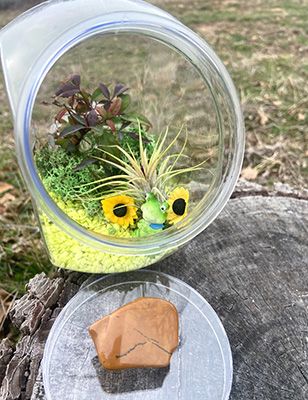 3 8 Terrarium 02 w