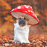 Dog in Mushroom Halloween Costume