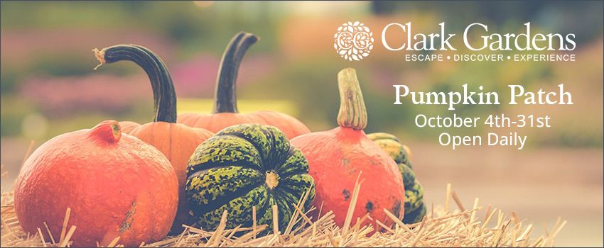 Clark Gardens Pumpkin Patch