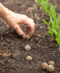 Seed Ball Creating and placing