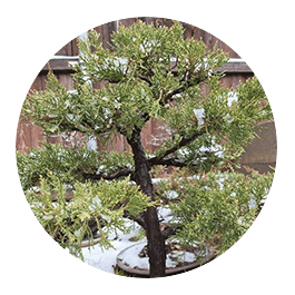 Juniper Bonsai