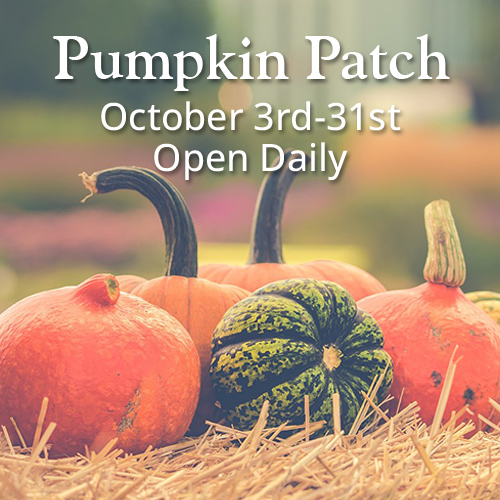 Clark Gardens Pumpkin Patch