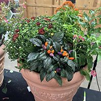 Container gardening photo