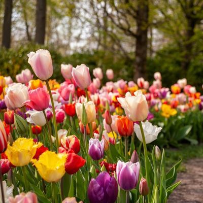 cutting garden tulips
