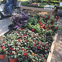 Plants for Plant Sale