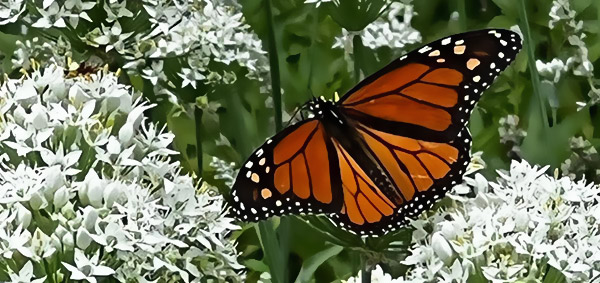 monarch butterfly photo by Carol Montgomery
