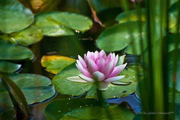 Water Lily at Clark Gardens