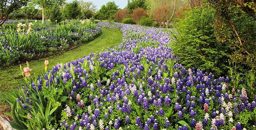 Bluebonnets at Clark Gardens