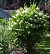 Cotoneaster Plant