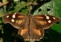 American Snout Butterfly