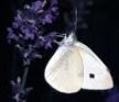 Cabbage White Butterfly