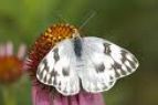 Checkered White Butterfly