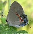 Dusky-Blue Groundstreak Butterfly