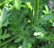 Eggs on Plants