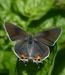 Grey Hairstreak Butterfly