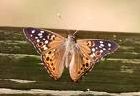 Hackberry Emperor Butterfly