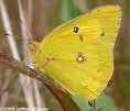 Orange Sulphur Butterfly