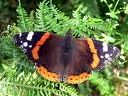 Red Admiral Butterfly