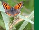 Red-Banded Hairstreak Butterfly