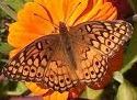 Variegated Fritillary Butterfly