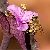 bee on purple heart