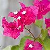 bougainvillea