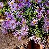 fall aster