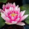 waterlily